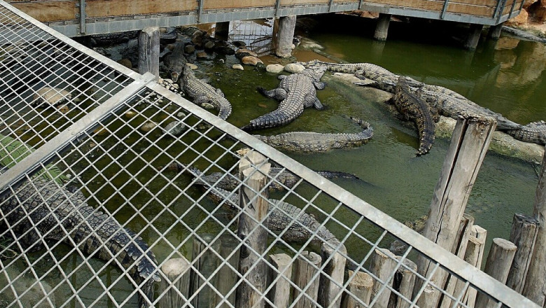 inchisorile din israel vor folosi crocodili pentru a descuraja detinutii sa evadeze 6a5bd4d5aa17a