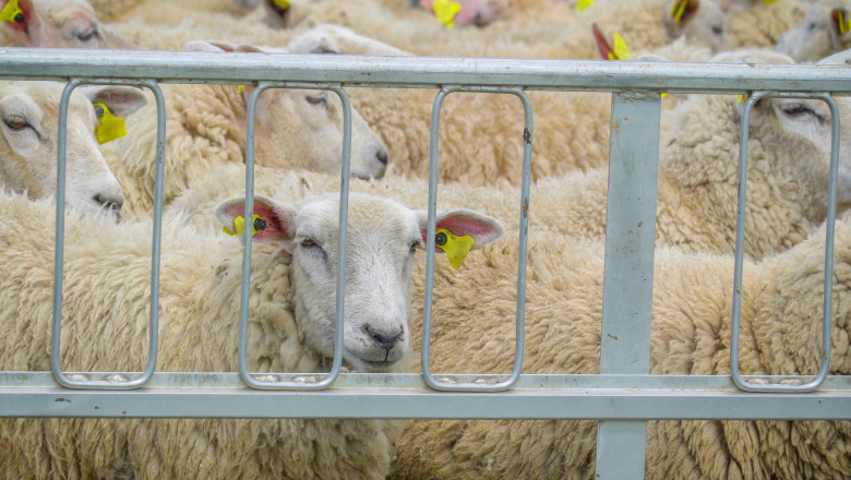 Fraudă în sistemul de trasabilitate: 75 de oi declarate ucise în Tulcea, găsite vii la Cluj 51 suspiciune de frauda in sistemul de trasabilitate a animalelor 75 de oi declarate ucise in tulcea au fost gasite in viata la cluj 6a47cd18d18b7