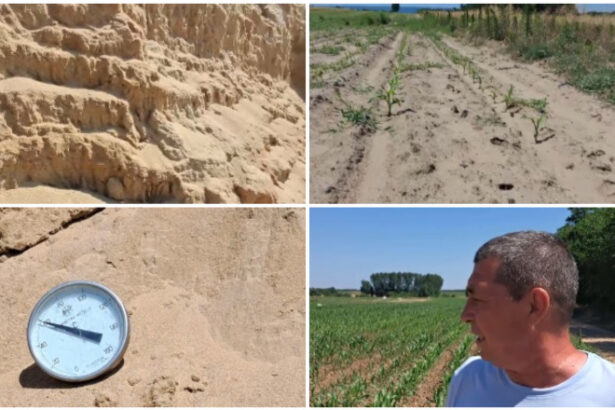 video arsita face prapad in sahara olteniei culturi intregi in pericol din cauza temperaturilor extreme e dezastru 6a44c0a0b4900