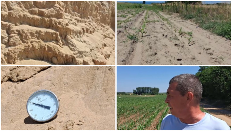 Arșița afectează grav culturile din „Sahara Olteniei”: „E dezastru” 51 video arsita face prapad in sahara olteniei culturi intregi in pericol din cauza temperaturilor extreme e dezastru 6a44c0a0b4900
