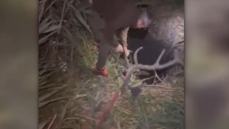 Scene dramatice: Salvarea unui cerb căzut într-o groapă adâncă cu nămol 51 video scene dramatice imagini din timpul salvarii unui cerb cazut intr o groapa adanca cu namol 6a4fdd6d42775