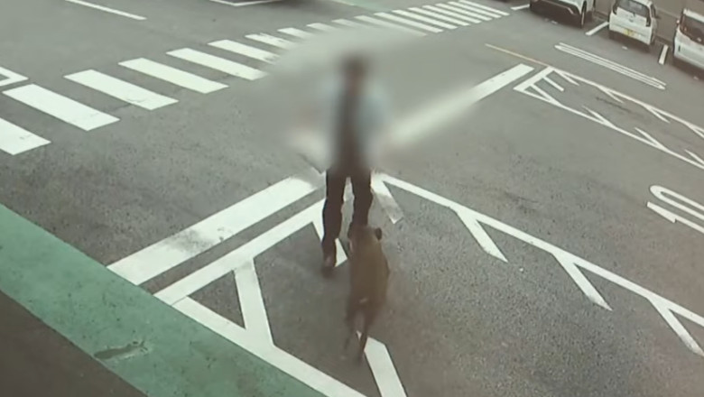Un mistreț a atacat patru persoane în orașul Toyota, provocându-le spitalizarea 51 video un mistret innebunit a bagat patru oameni in spital dupa un atac in orasul toyota imagini de pe camerele de supraveghere 6a5858ea9e0e1
