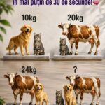 FB IMG 1786272927153